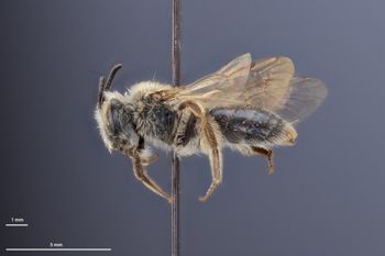 Media type: image;   Entomology 770329 Aspect: habitus lateral view